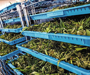 Cannabis Drying Gallery Cannabis Drying Gallery